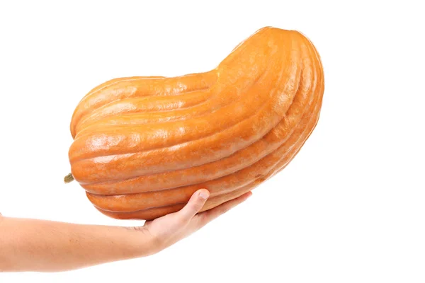 Fresh shining pumpkin on a hand. — Stock Photo, Image