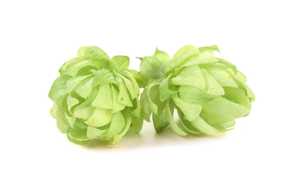 Close up of hop flowers. — Stock Photo, Image