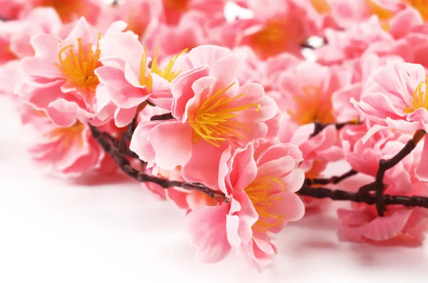 Nahaufnahme von rosa Blumen. — Stockfoto