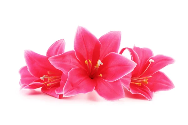Nahaufnahme von rosa Blumen. — Stockfoto