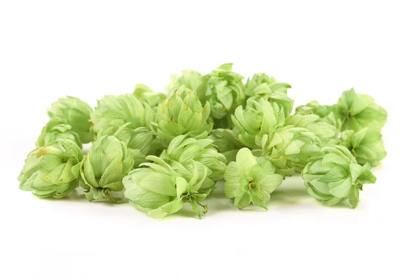 Close up of hop flowers. — Stock Photo, Image