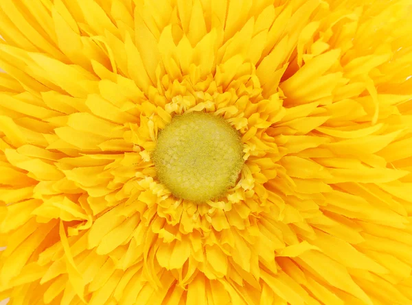 Żółty kwiat rdzeń zbliżenie. — Zdjęcie stockowe