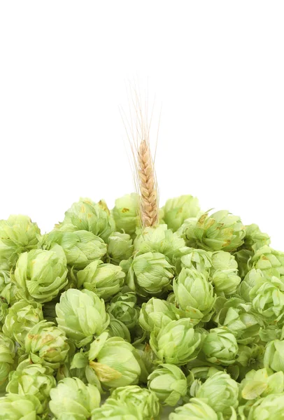 Nahaufnahme von Hopfen- und Weizenähren. — Stockfoto