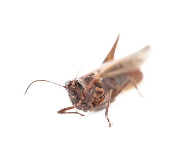 Close-up locust — Stock Photo, Image