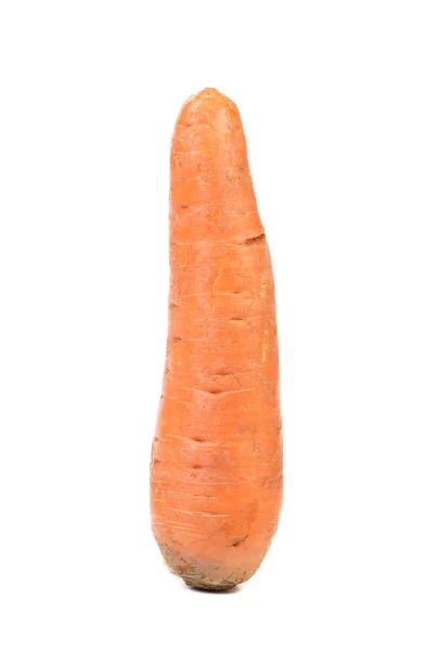 One fresh carrot — Stock Photo, Image