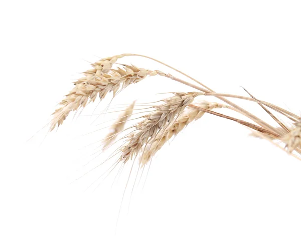 Close up of wheat ears. — Stock Photo, Image