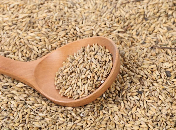 Closeup zrna pšenice s dřevěnou lžící. — Stock fotografie
