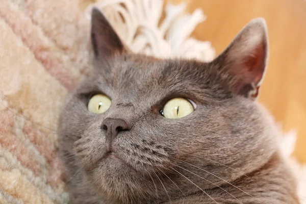 Closeup of a british short hair cat. — Stock Photo, Image