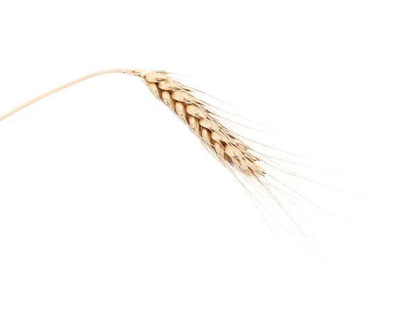 Primer plano de una oreja de cebada — Foto de Stock