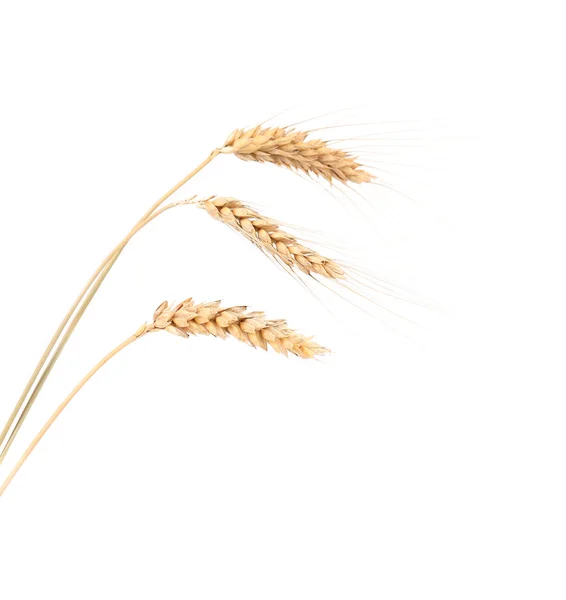 Closeup of a barley ears — Stock Photo, Image