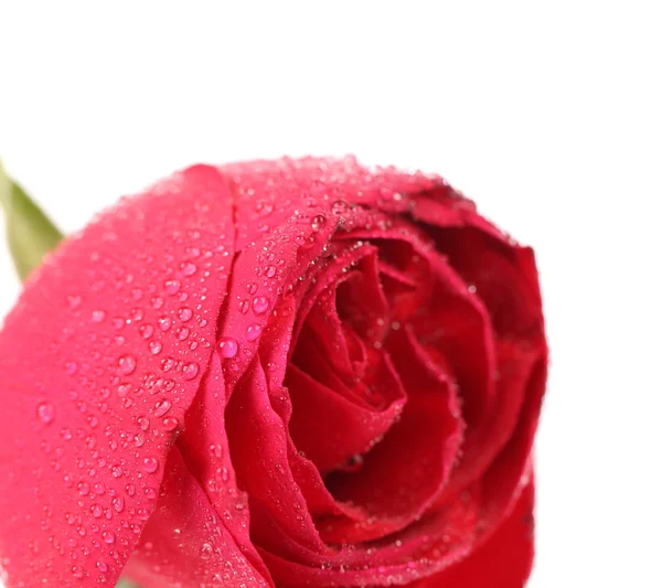 Fondo de una rosa roja húmeda —  Fotos de Stock