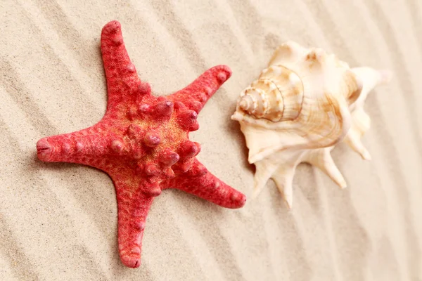Starfish and seashell on sand. — Stock Photo, Image