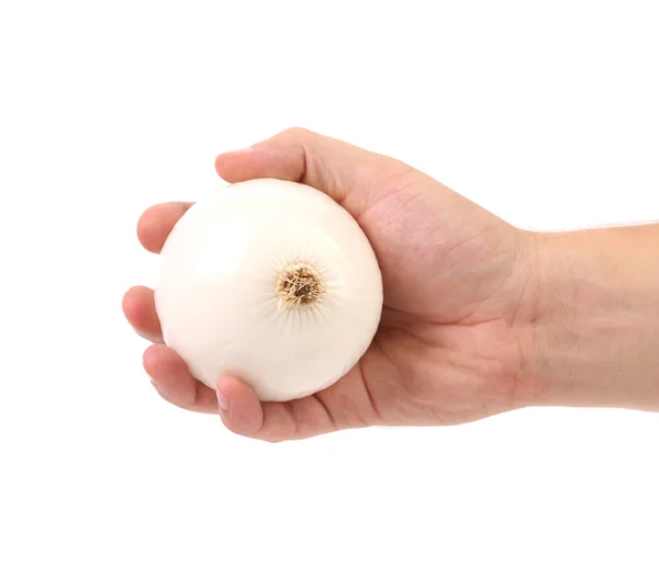 La mano sostiene una bombilla de cebolla blanca —  Fotos de Stock