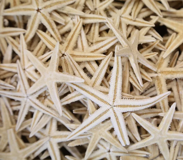 Lote de estrellas de mar diferentes tamaños — Foto de Stock