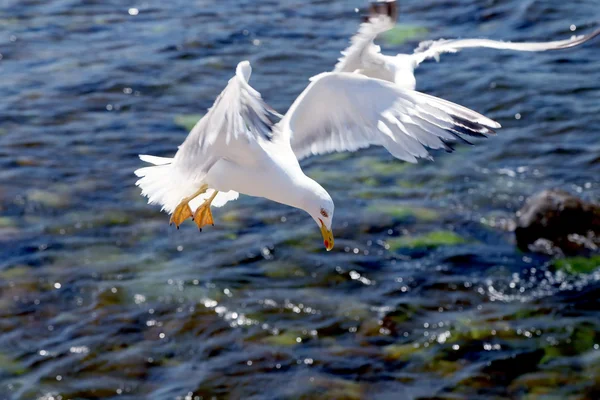 Gaviota sobre el fondo del mar — Foto de Stock