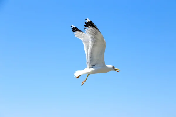 Gaviota blanca volando en el cielo azul — Foto de Stock