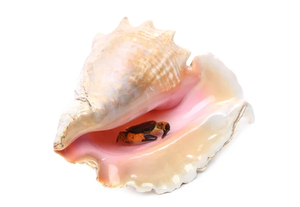 Sea shell. närbild. — Stockfoto