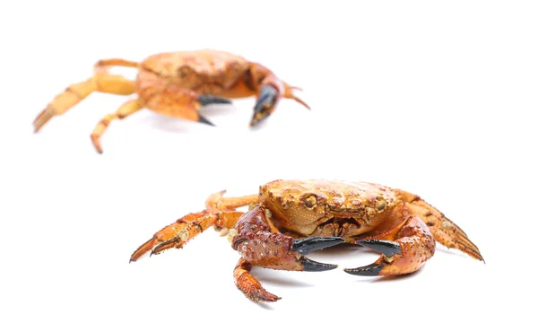 Två röda krabbor närbild — Stockfoto