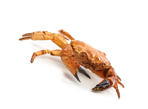 Röd krabba på nära håll — Stockfoto