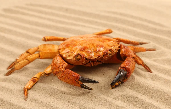 Rode krab op de zee zand — Stockfoto