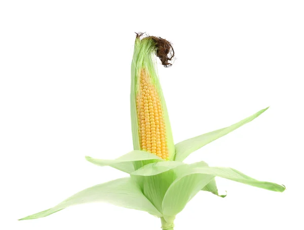 Frischer roher Maiskolben. — Stockfoto