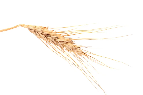 Gros plan sur le blé mûr . — Photo