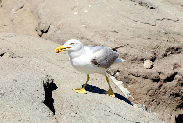 Gros plan mouettes blanches sur les rochers . — Photo