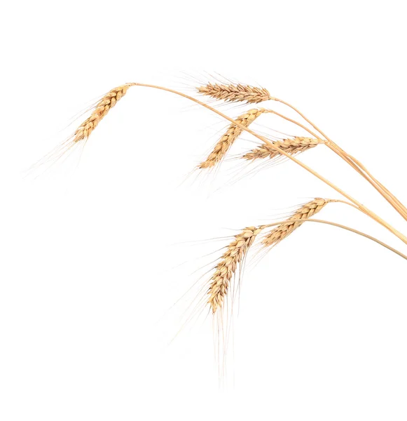 Primo piano di spighe di grano. — Foto Stock