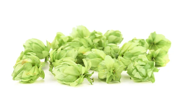 Close up of green hop. — Stock Photo, Image