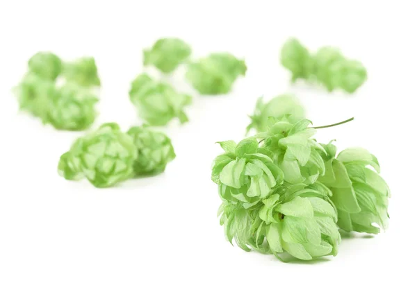 Nahaufnahme von grünem Hopfen. — Stockfoto