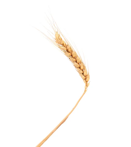 Крупним планом пшеничне вухо . — стокове фото