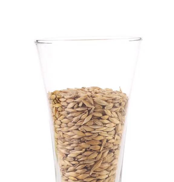 Close up of glass with barley. — Stock Photo, Image