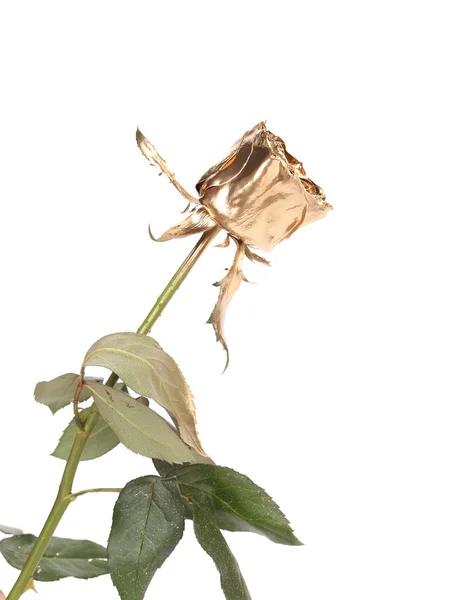 Роза Мбаппе, покрашенная в золото . — стоковое фото