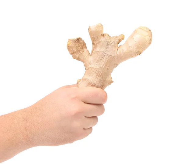 Hand holding ginger root. — Stock Photo, Image