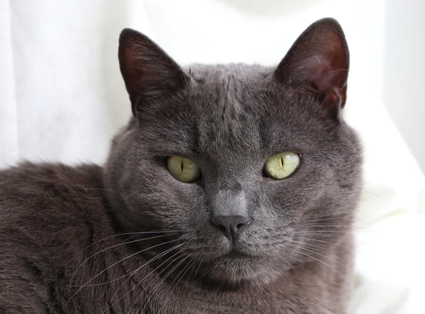 Closeus de gato cinza com olhos verdes . — Fotografia de Stock