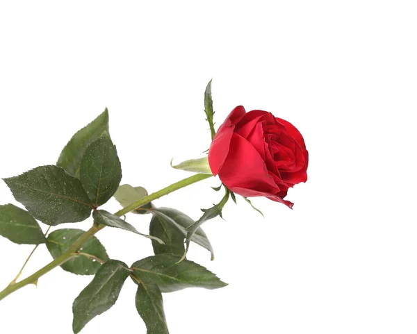 Zbliżenie czerwonej róży. — Zdjęcie stockowe