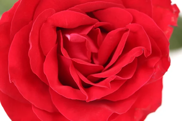 Close up of red rose petal. — Stock Photo, Image