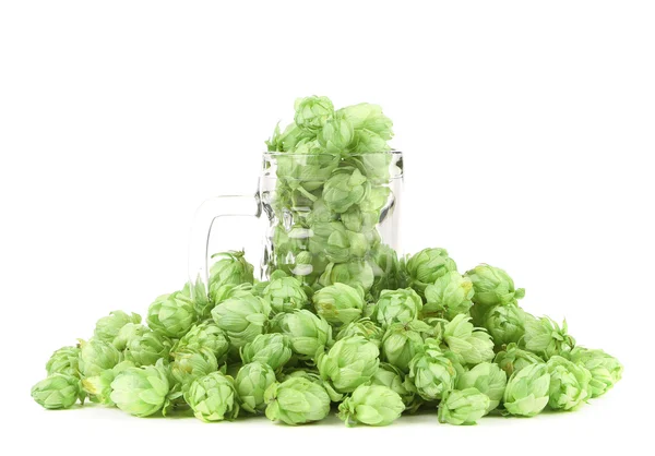 Close up of green hop in mug. — Stock Photo, Image