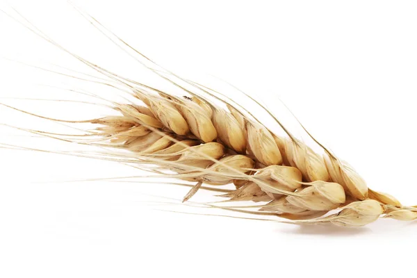 Close up of wheat ear. — Stock Photo, Image
