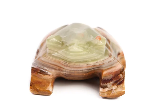 Widok żółwia jade z tyłu. — Zdjęcie stockowe
