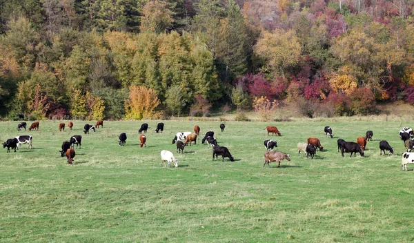 Cows grazing in green meadow — Stock Photo, Image