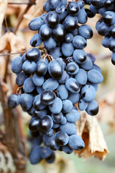 Um bando de uvas vermelhas — Fotografia de Stock