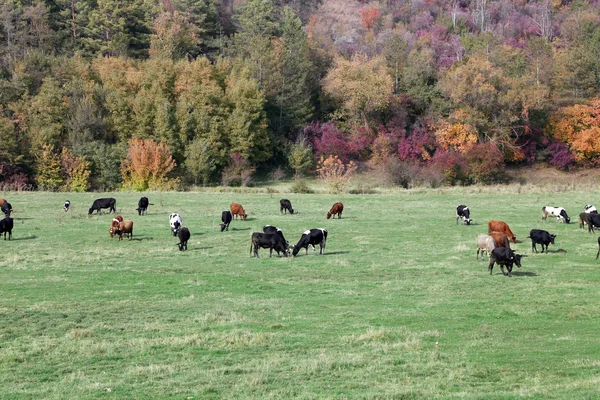 Cows grazing in green meadow — Stock Photo, Image