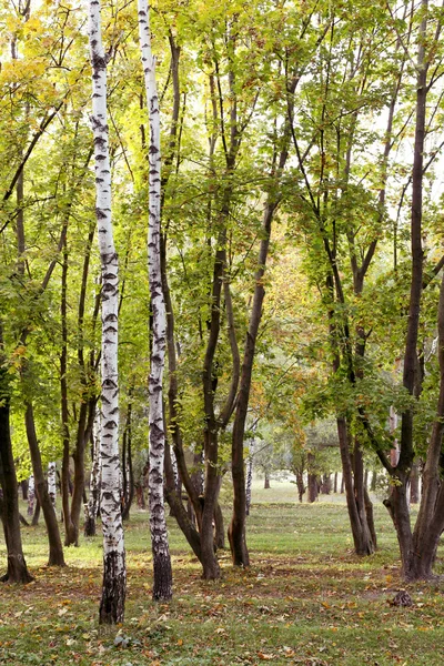 Krajina podzimního lesa — Stock fotografie