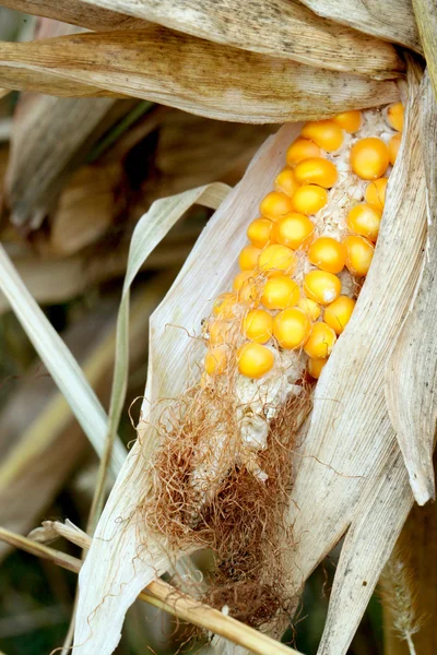 Fresh raw corn cob — Stock Photo, Image