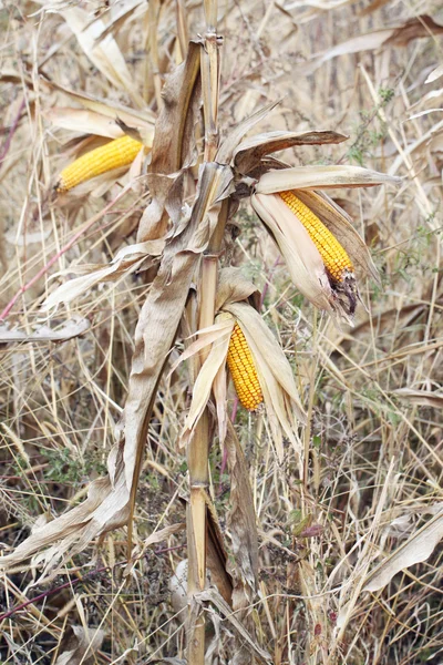 Kukurydza żółta na polu rolnym. — Zdjęcie stockowe