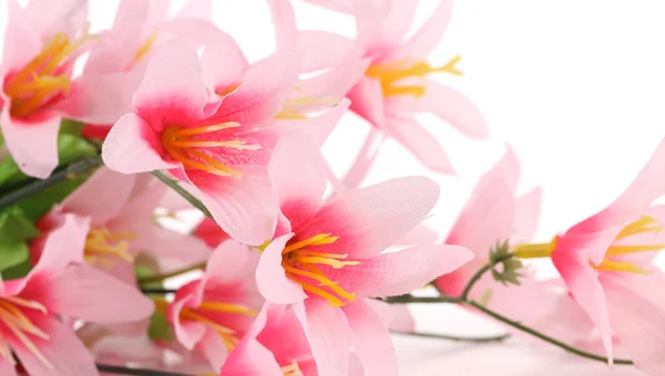Perto de flores cor-de-rosa. — Fotografia de Stock