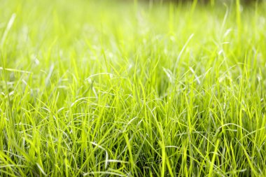 çim arka plan closeup fotoğraf.