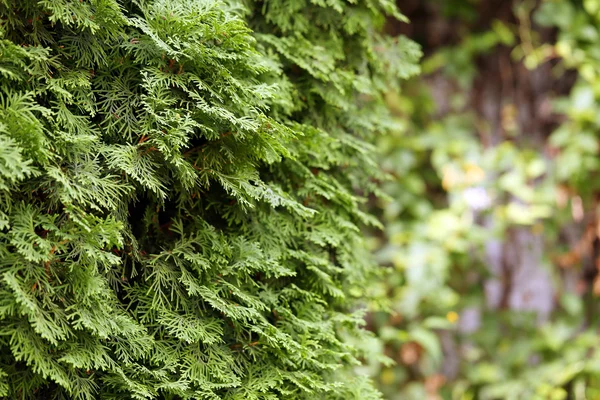 Background of spruce branches close-up. — Stock Photo, Image