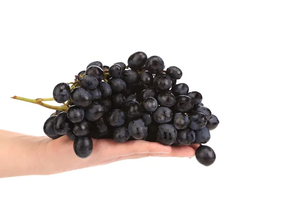 Fekete érett szőlőt kézzel a ága. — Stock Fotó